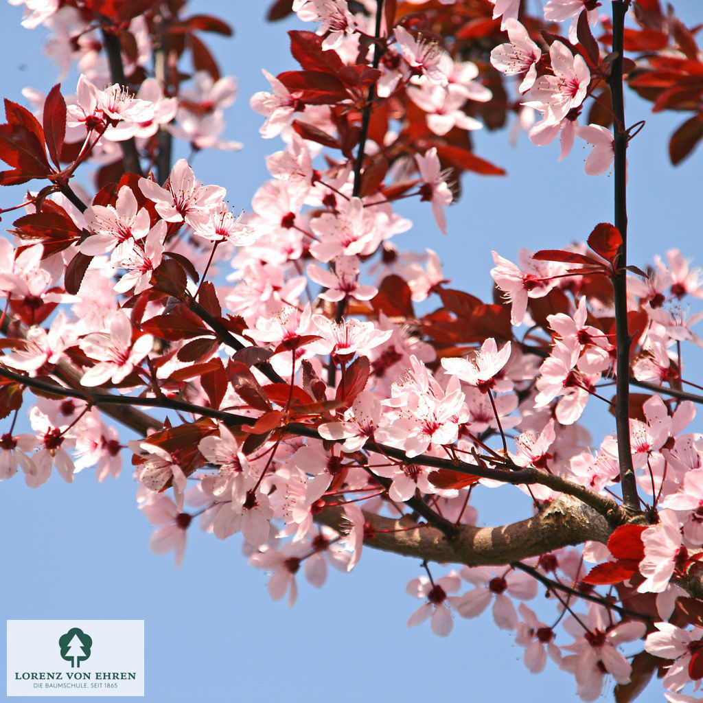 Prunus cerasifera 'Nigra'