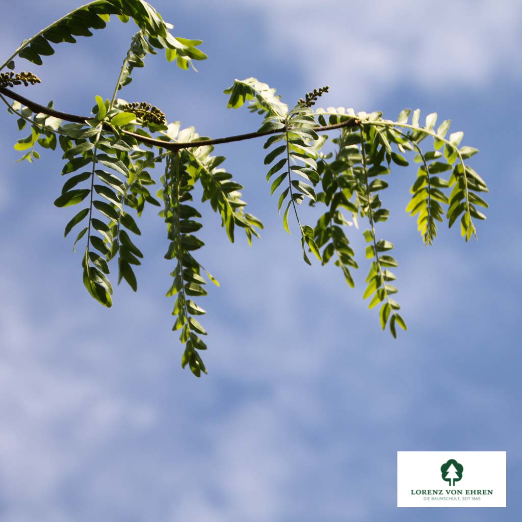 Amerikanische Gleditschie