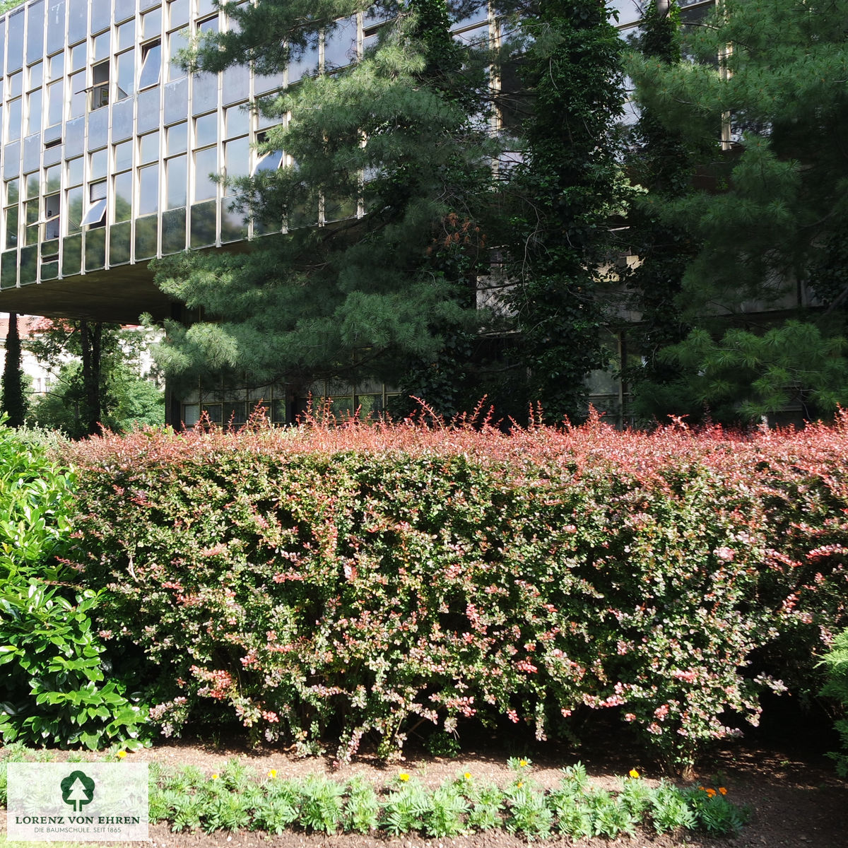 Berberis thunbergii 'Atropurpurea'