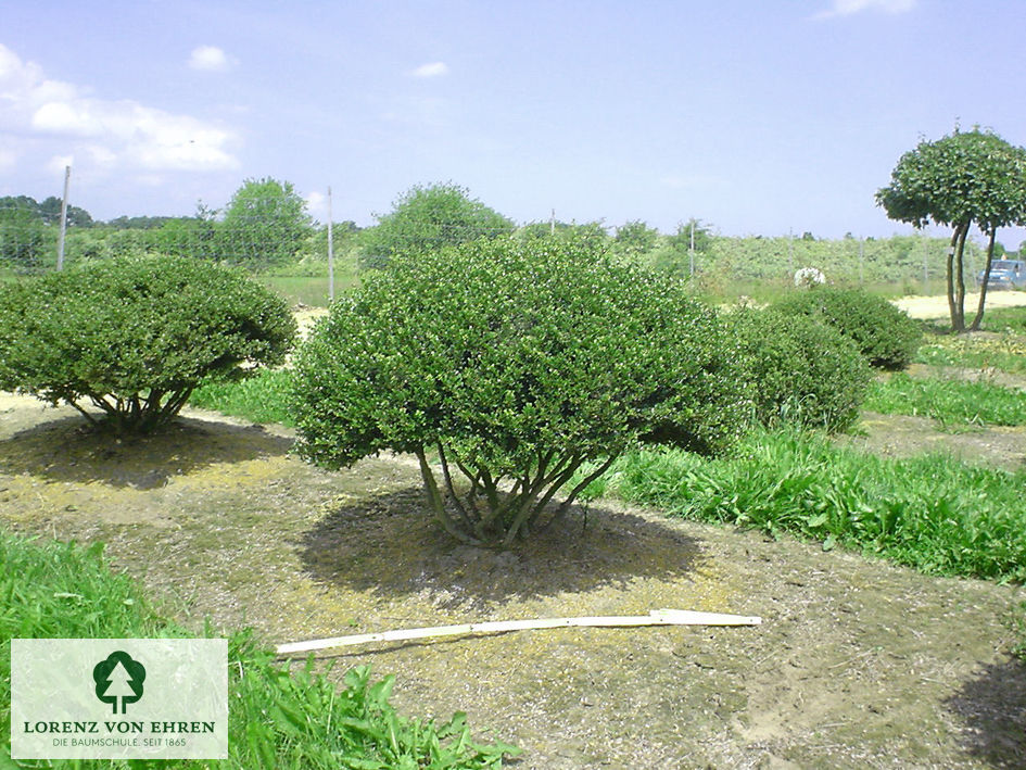 Ilex crenata 'Stokes'