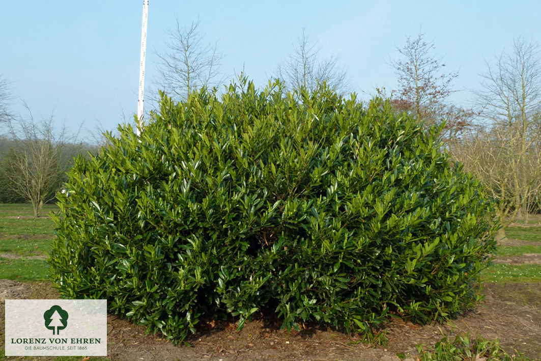 Prunus laurocerasus 'Otto Luyken'