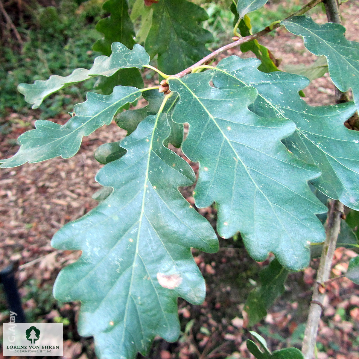 Quercus petraea