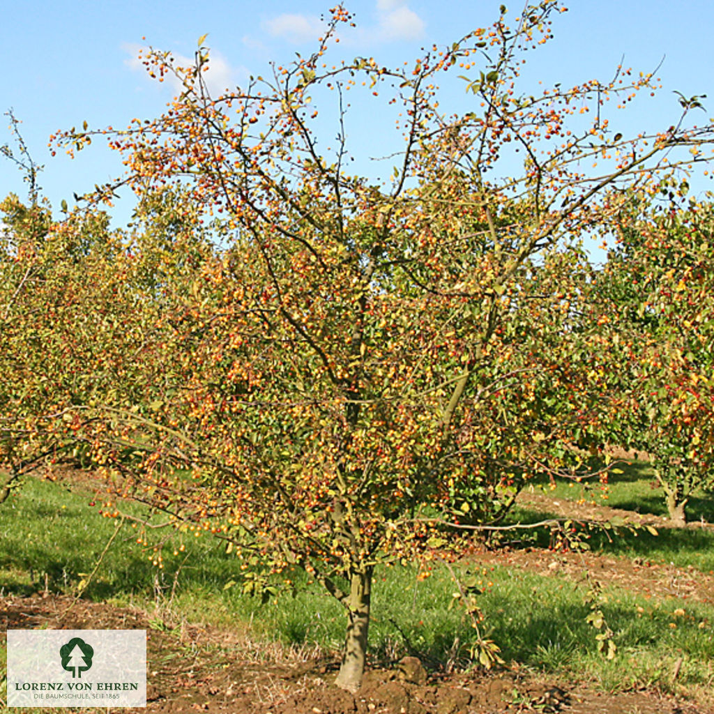 Malus floribunda
