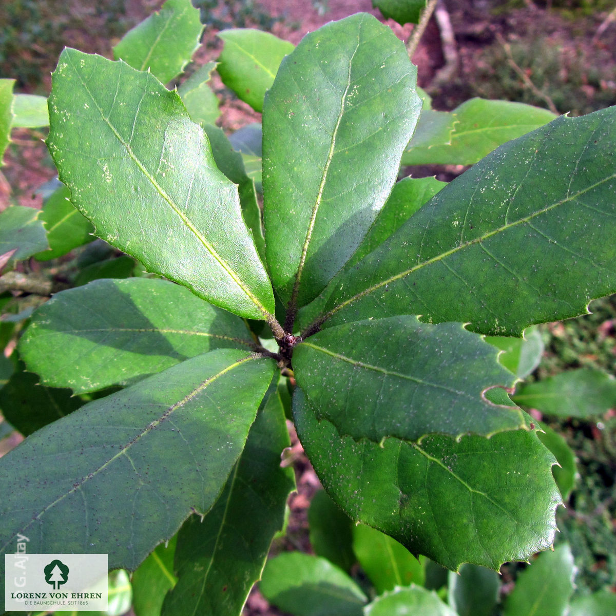Quercus ilex