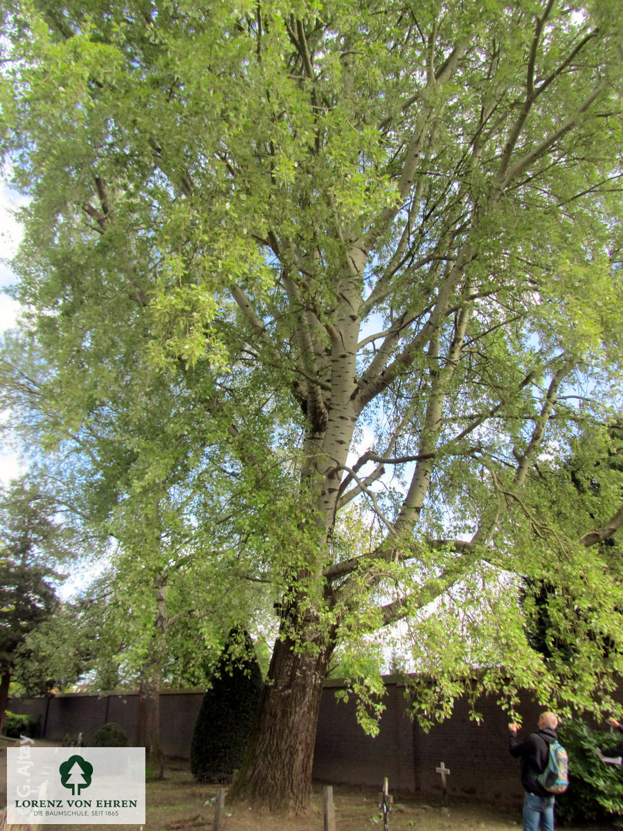 Populus canescens