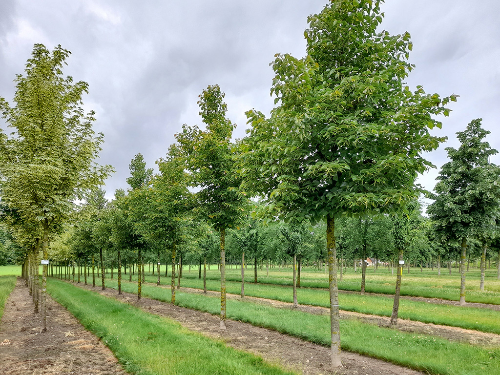 Henrys Linde in Reihen