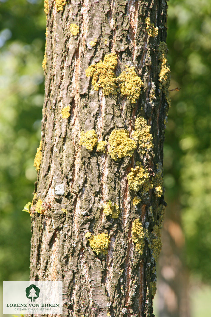 Populus nigra 'Italica'