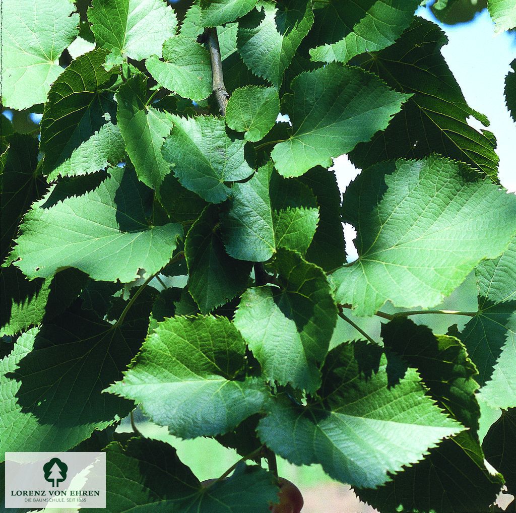 Tilia flavescens 'Glenleven'