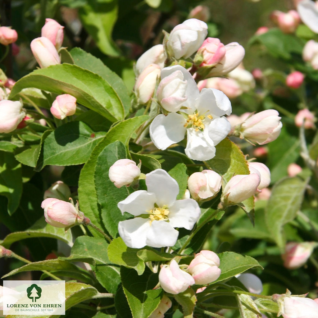 Malus baccata 'Street Parade'