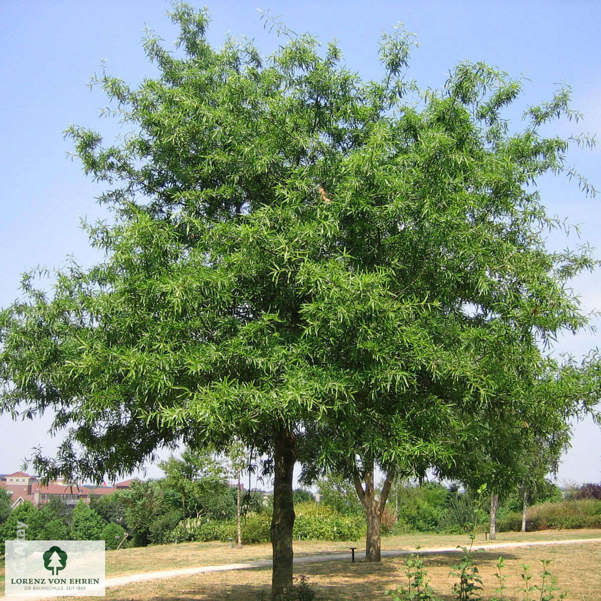Quercus phellos