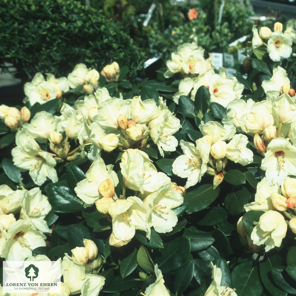 Rhododendron yakushimanum 'Flava'