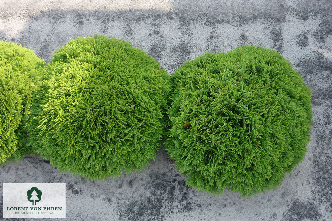 Thuja occidentalis 'Danica'