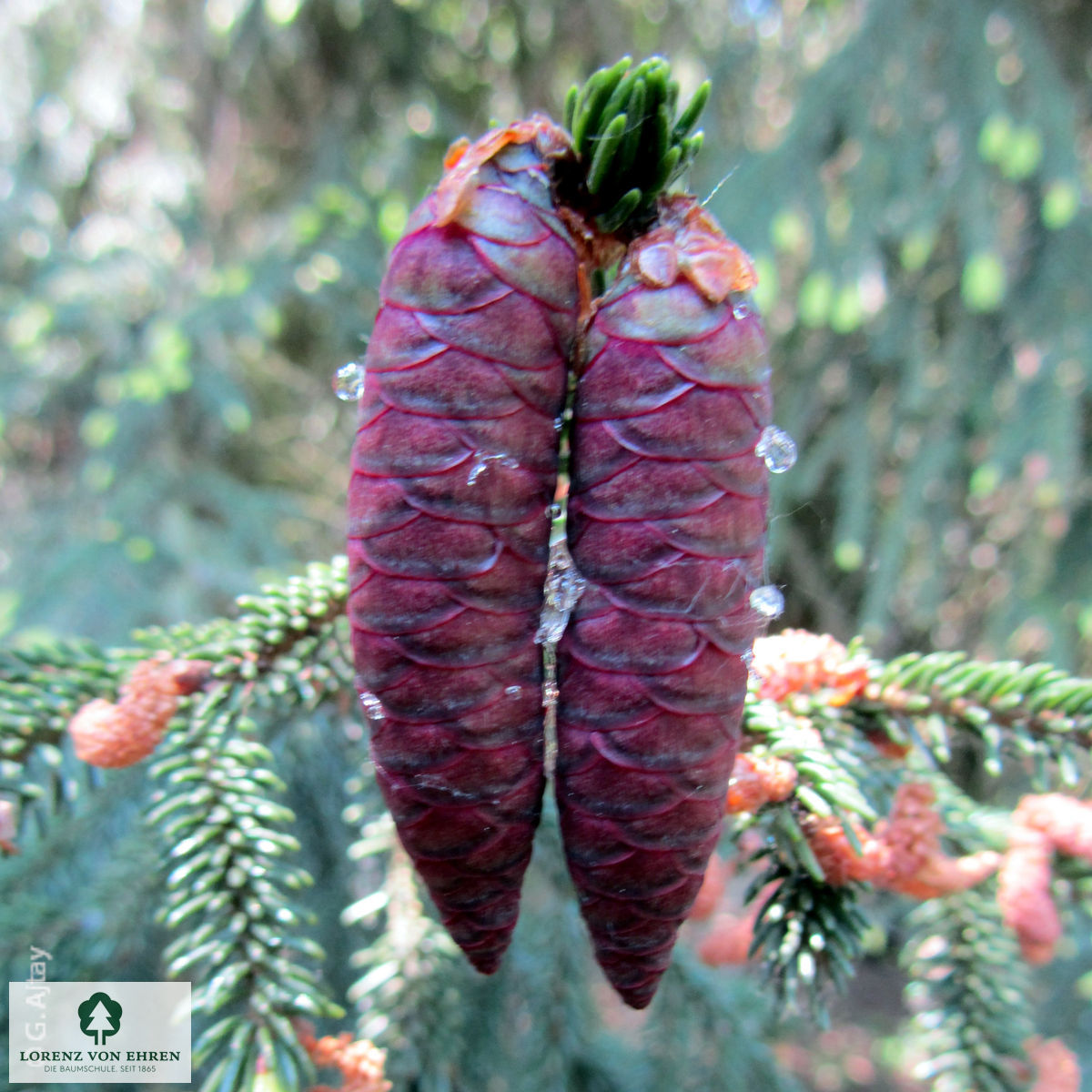 Picea orientalis