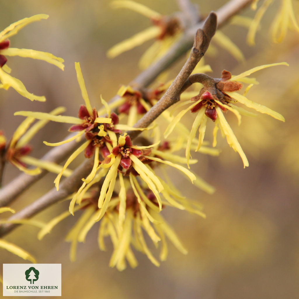Hamamelis intermedia 'Westerstede'