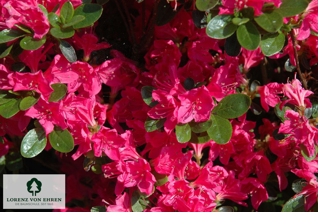 Rhododendron Japanische Azalee 'Kermesina'