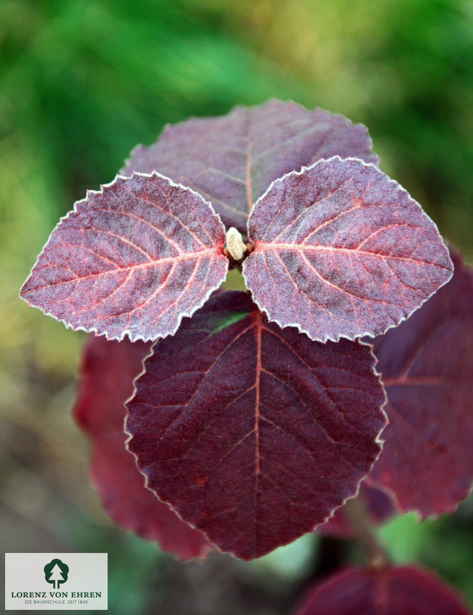 Viburnum carlesii
