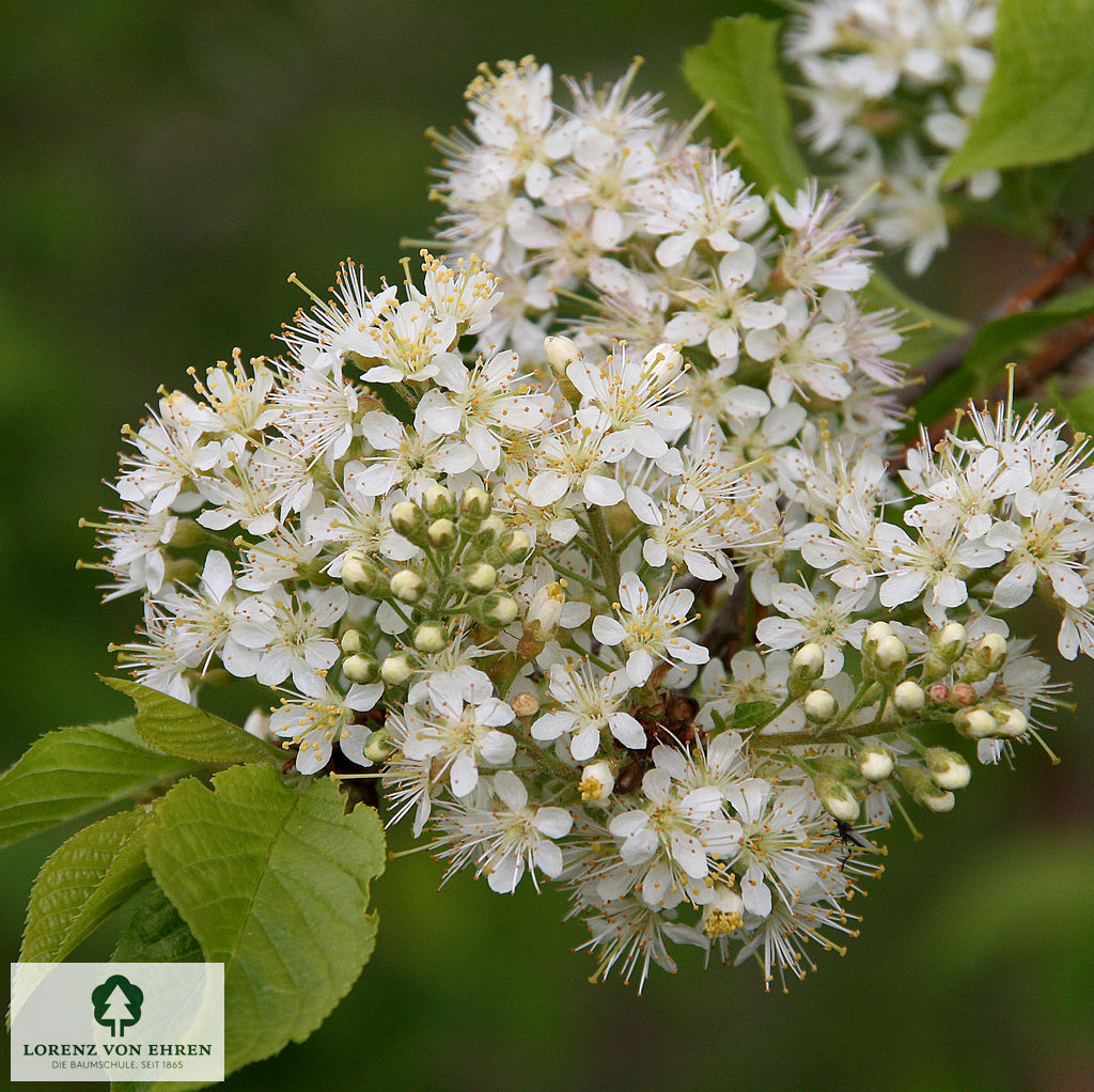 Prunus maackii 'Amber Beauty'