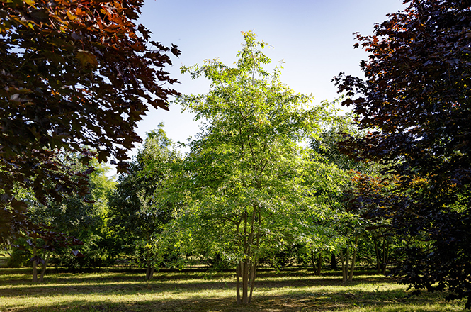 Mehrstämmige Sumpfeiche im Sommer