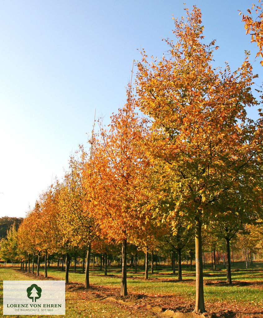 Carüinus betulus herbstgolden 
