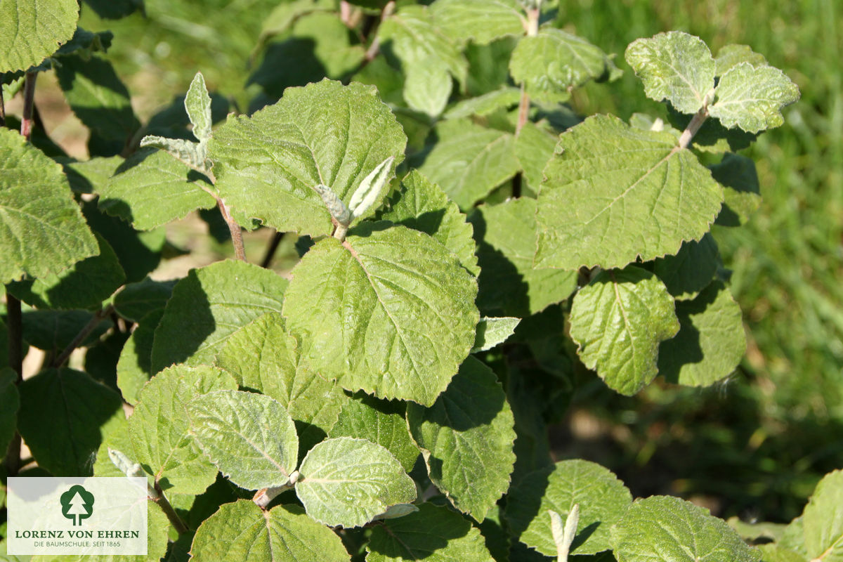 Viburnum carlesii