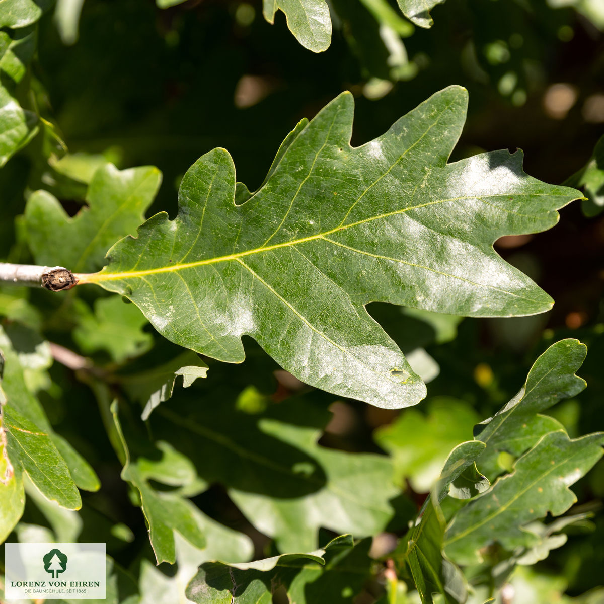 Quercus warei 'Long'