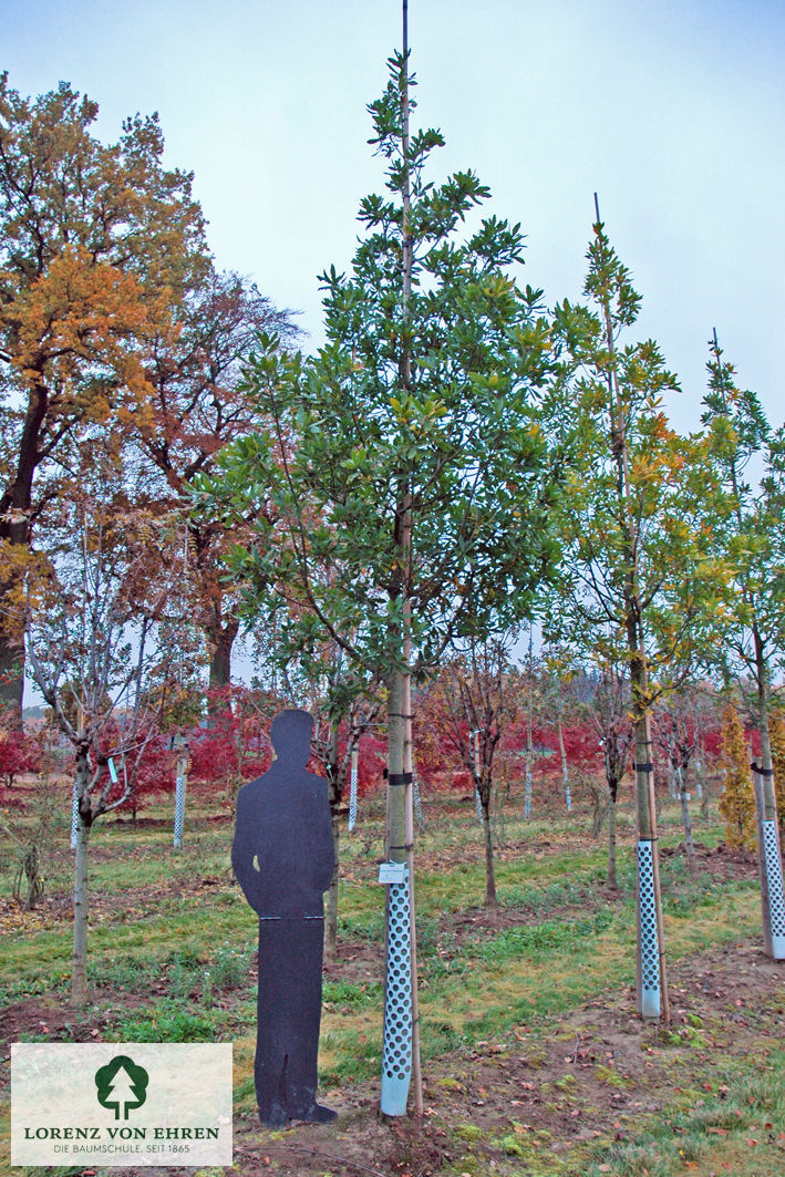 Quercus turneri 'Pseudoturneri'