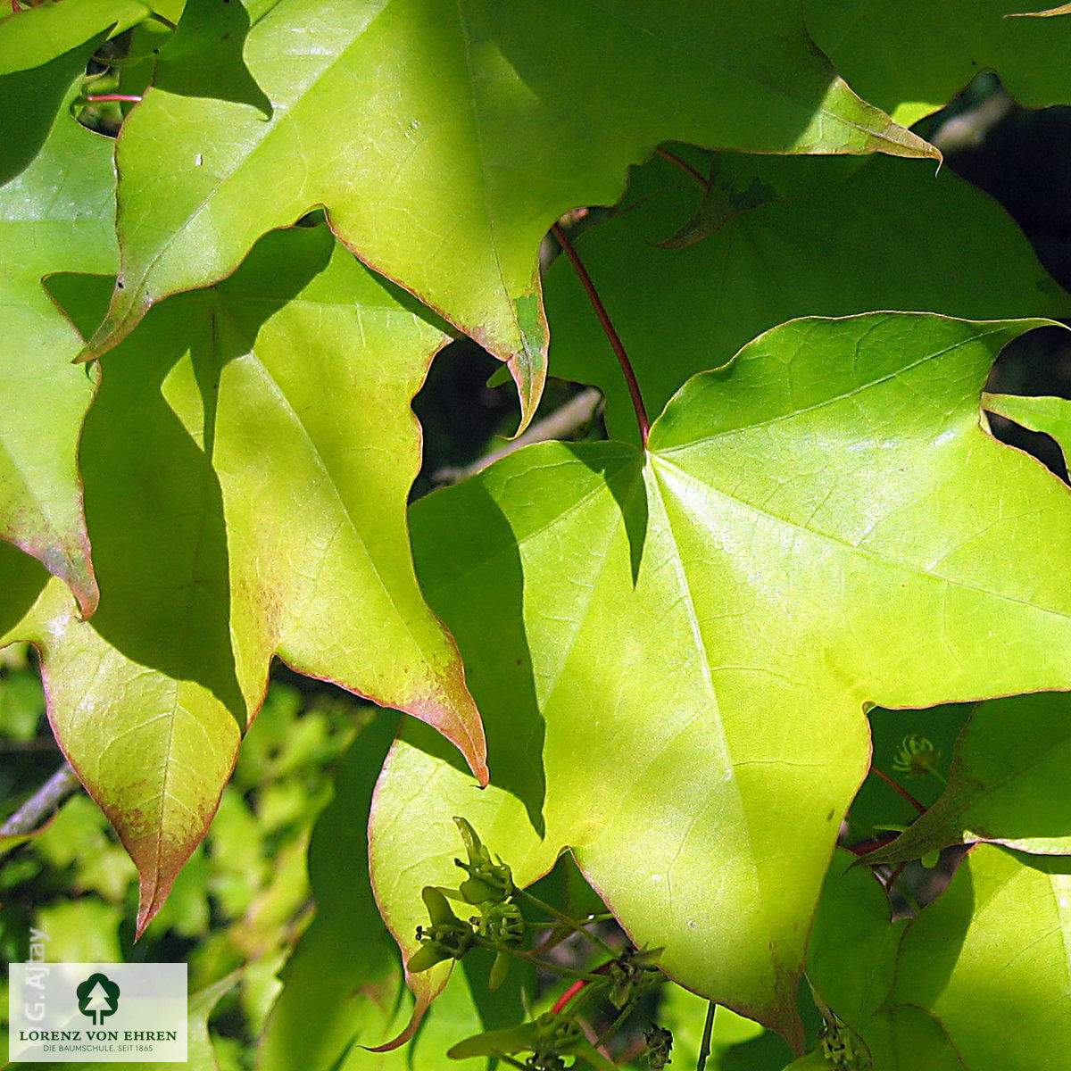 Acer cappadocicum 'Aureum'