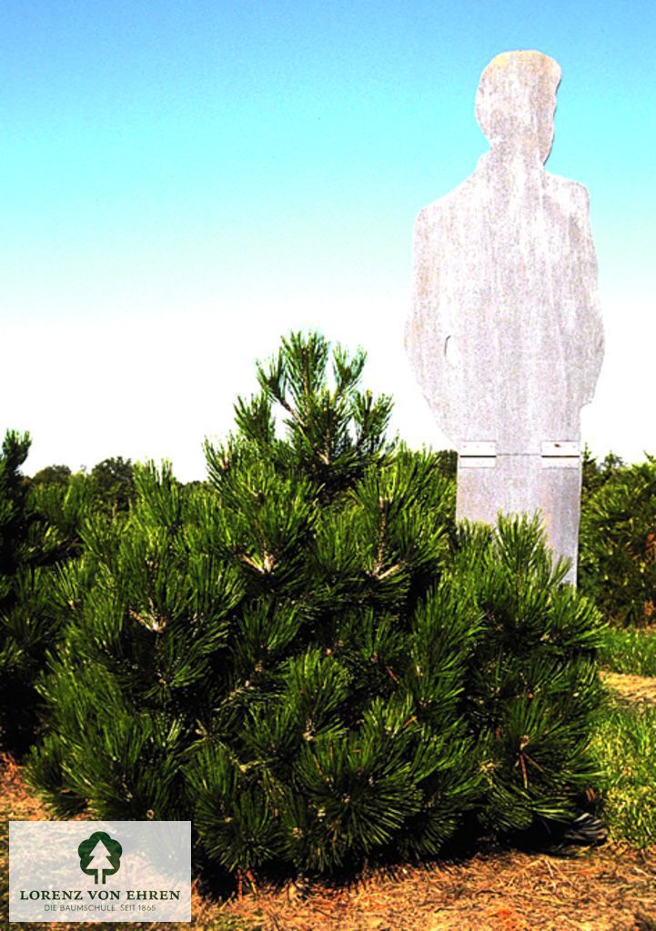 Pinus heldreichii 'Compact Gem'