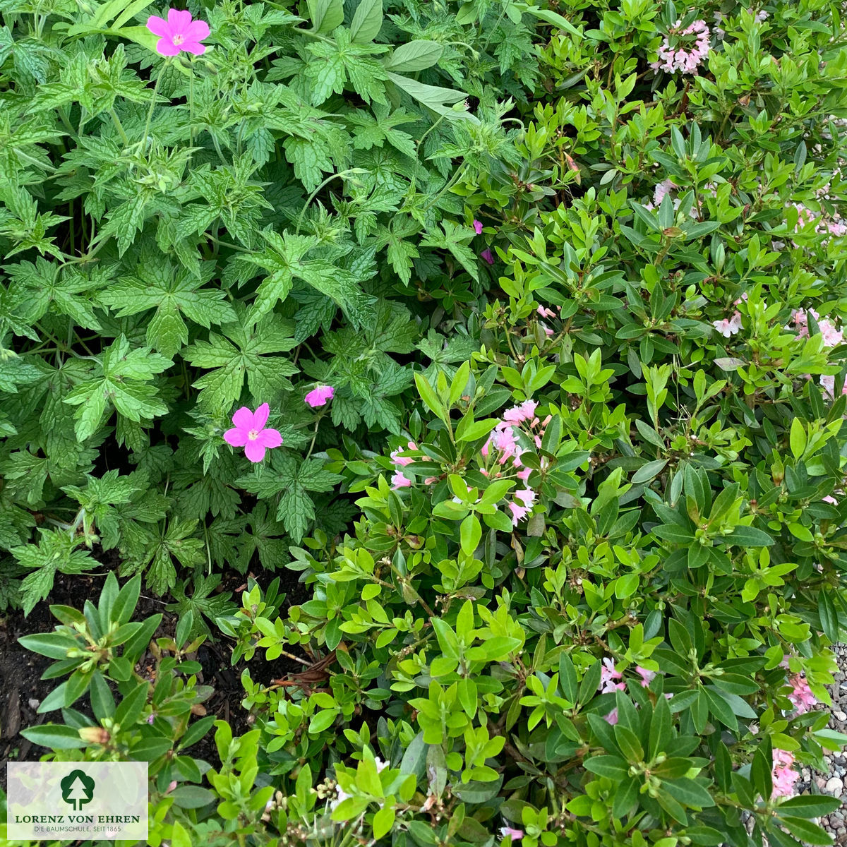 Rhododendron micranthum 'Bloombux'