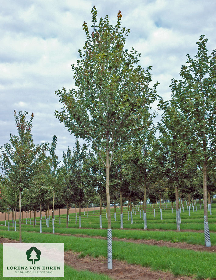 Acer rubrum 'Red Sunset'