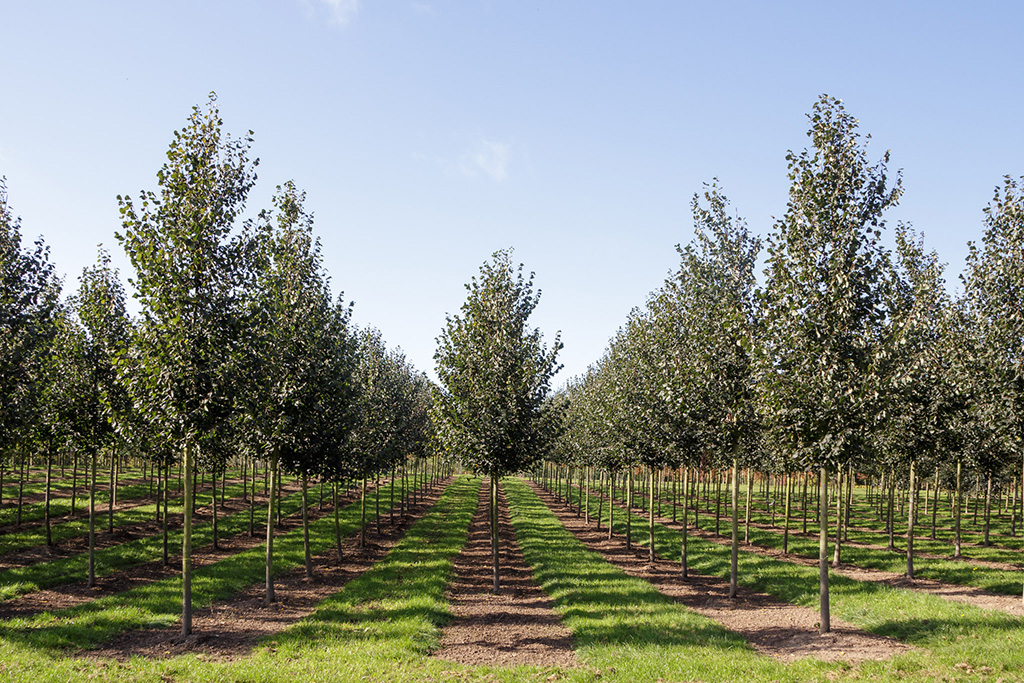 Hochstammlinden im Sommergrün