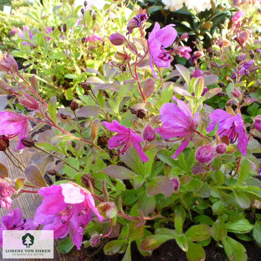 Rhododendron camtschaticum