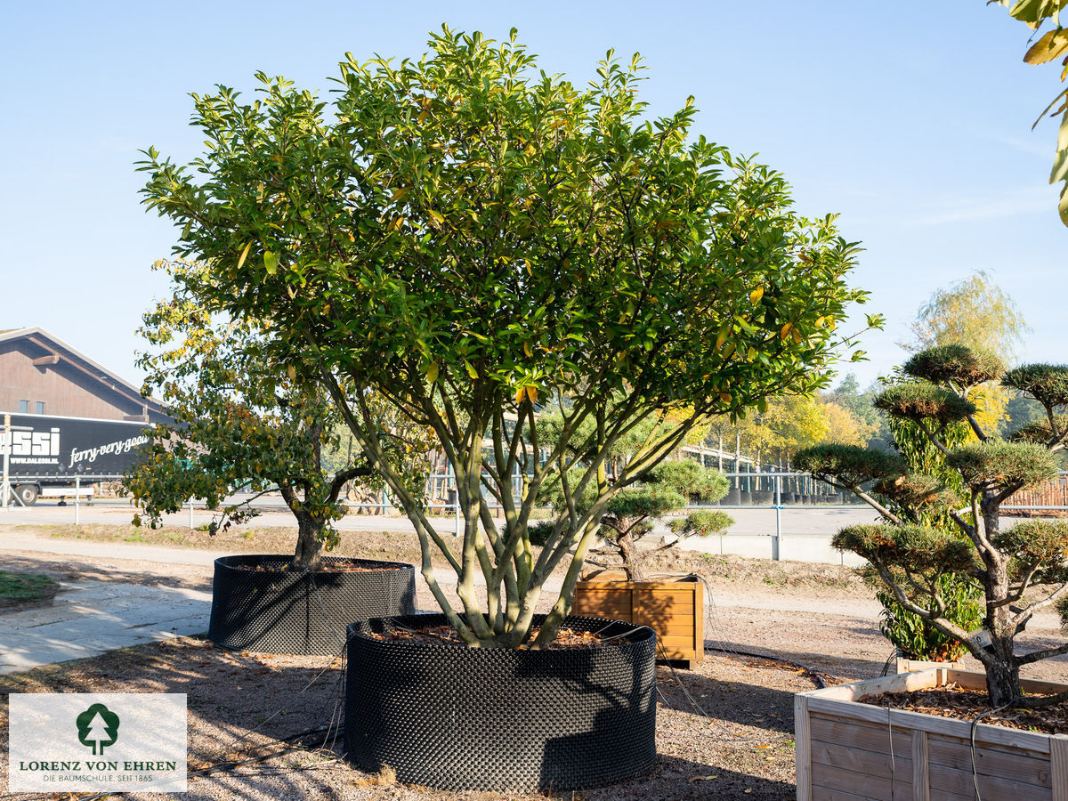 Prunus laurocerasus 'Novita'