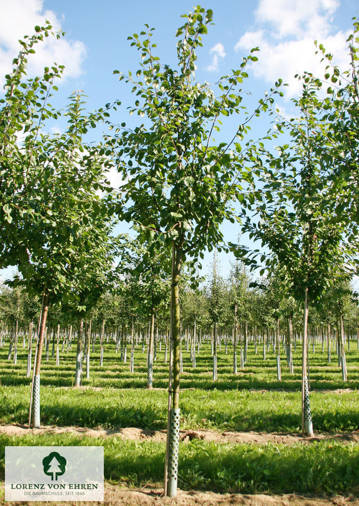 Prunus domestica 'Königin Viktoria'