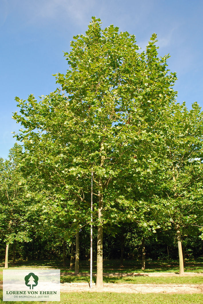 Platanus acerifolia
