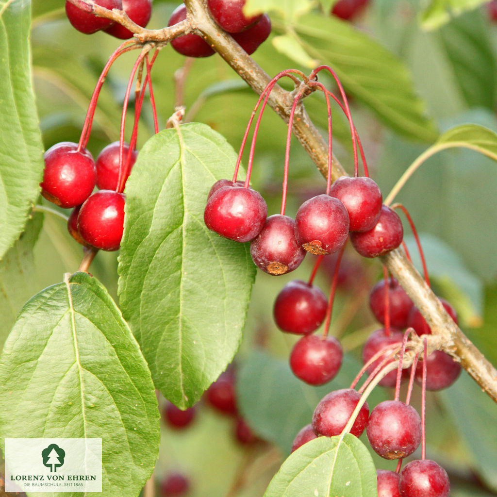 Malus baccata 'Street Parade'