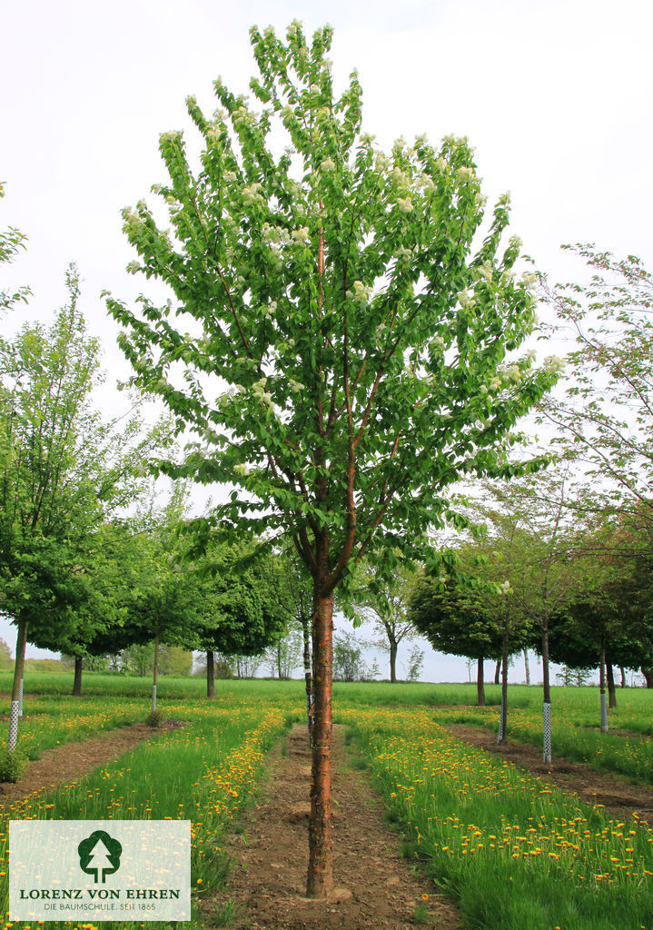 Prunus maackii 'Amber Beauty'