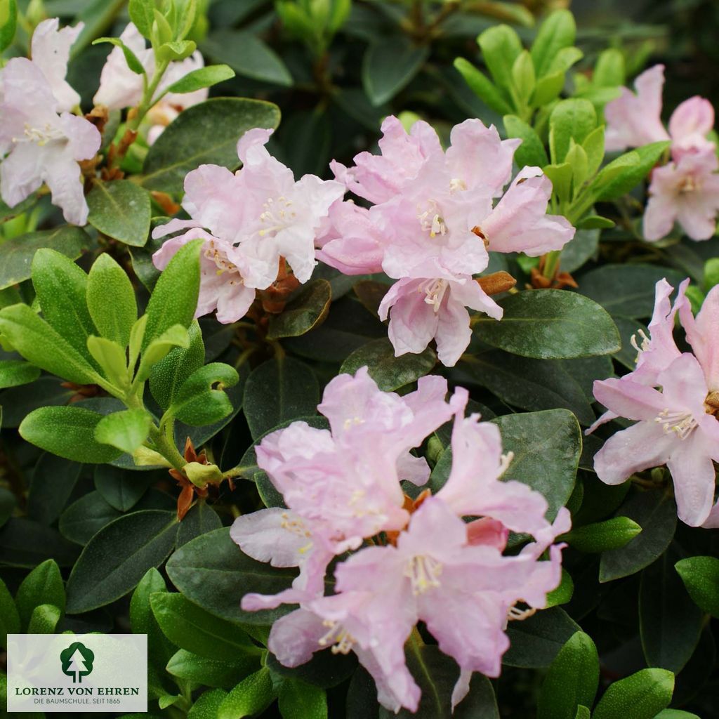Rhododendron ferrugineum 'Tottenham'