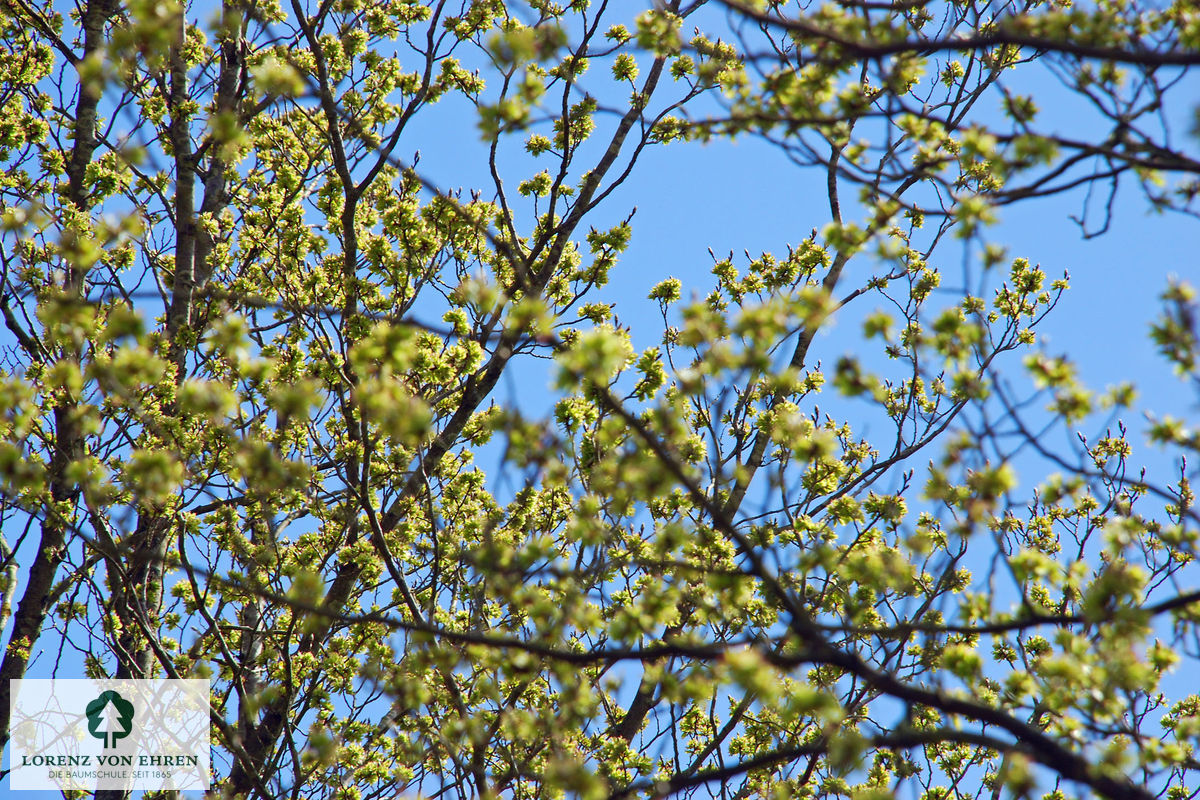 Ulmus hollandica 'Dodoens'