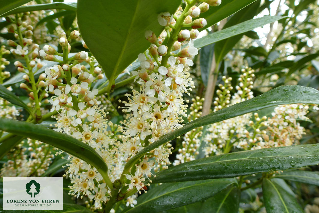 Prunus laurocerasus 'Herbergii'