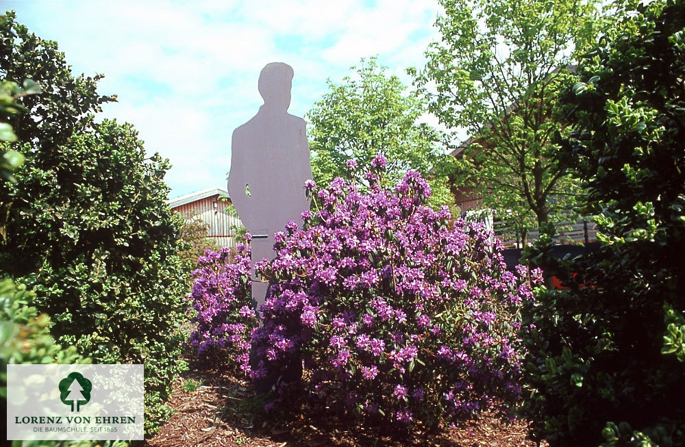 Rhododendron russatum 'Azurwolke'