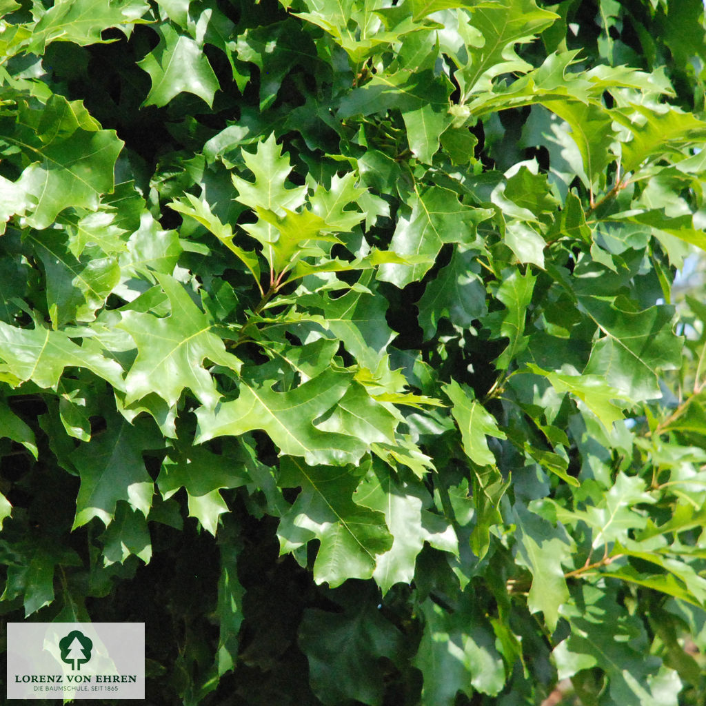 Quercus palustris 'Green Dwarf'