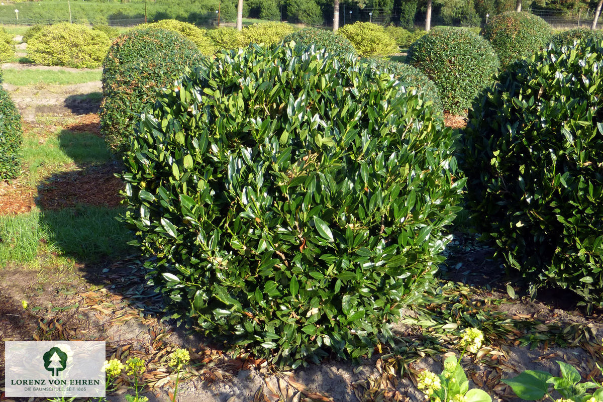 Prunus laurocerasus 'Otto Luyken'
