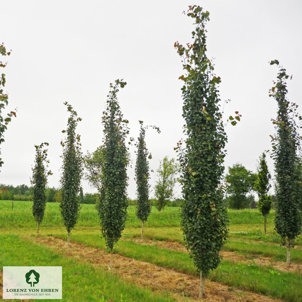 Populus tremula 'Erecta'