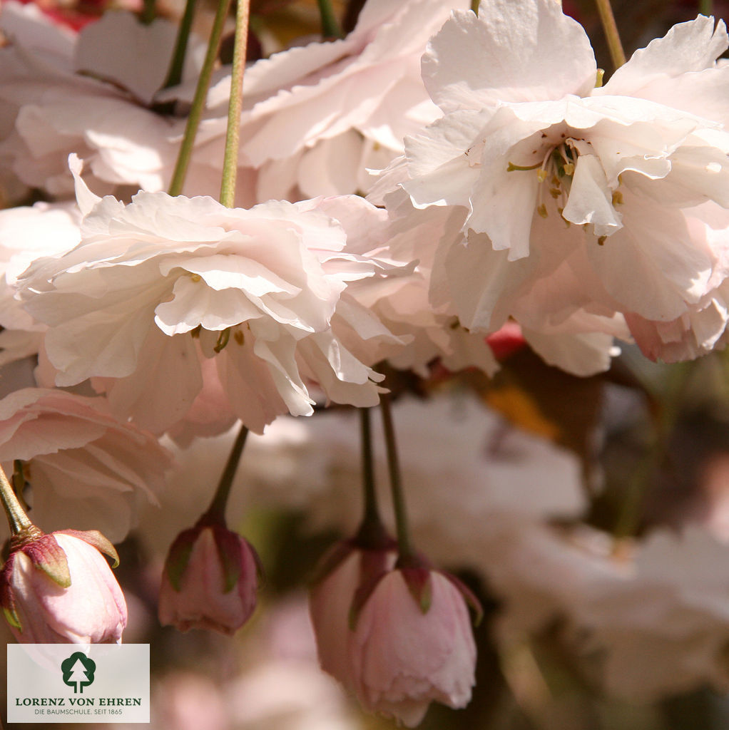 Prunus serrulata 'Shirofugen'