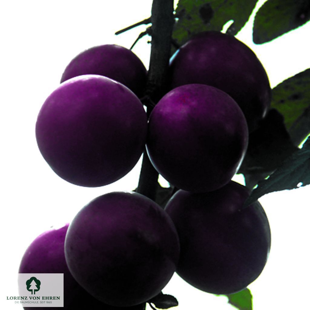 Prunus 'Trailblazer'