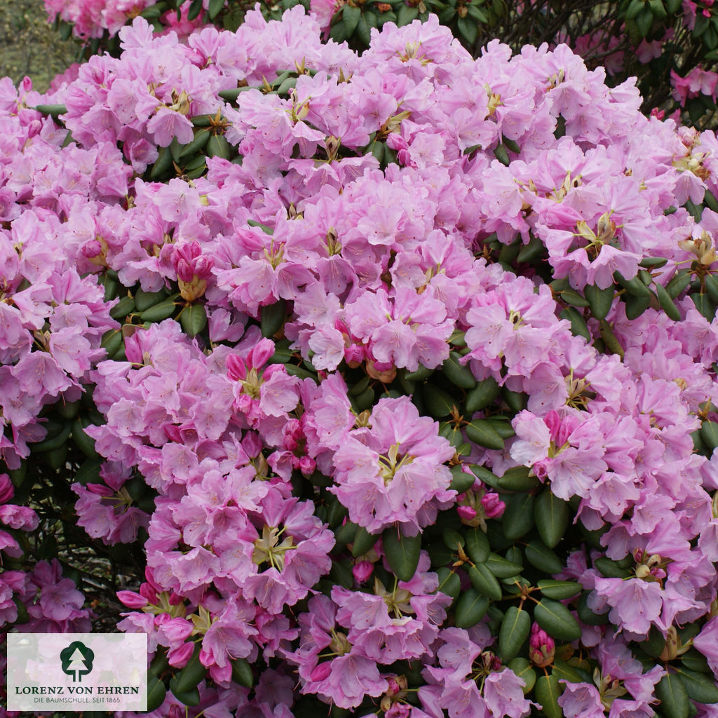 Rhododendron williamsianum 'Vater Böhlje'