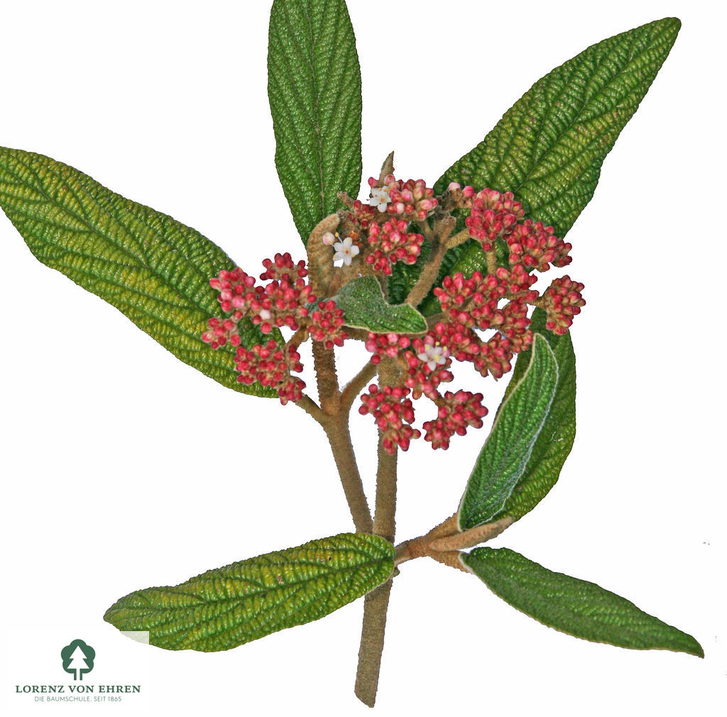 Viburnum rhytidophyllum