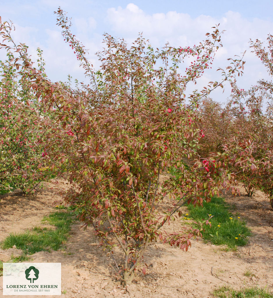 Malus 'Coccinella'