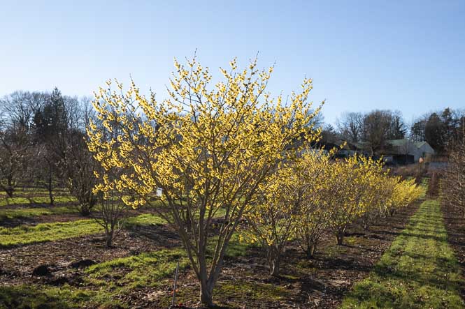 Als Winterblüher leuchten die gelben Blüten der Zaubernuss